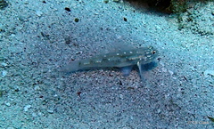 Coryphopterus