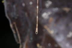 Chorismagrion risi