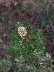 Petrophile sessilis