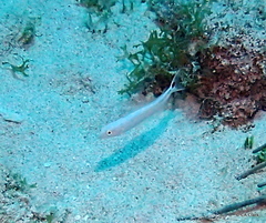 Malacanthus plumieri