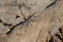 Urosaurus nigricauda
