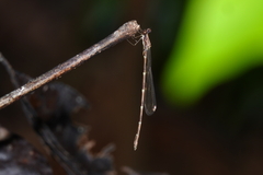 Chorismagrion risi