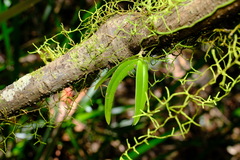 Sarcochilus falcatus