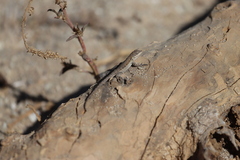 Urosaurus nigricauda