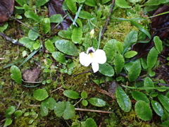 Mazus radicans