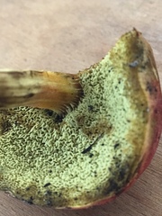 Boletus subfraternus
