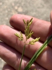 Cyperus iria