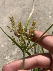 Cyperus iria