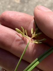 Cyperus iria