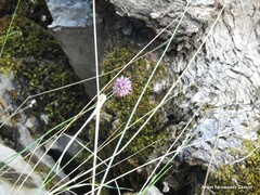 Allium sphaerocephalon