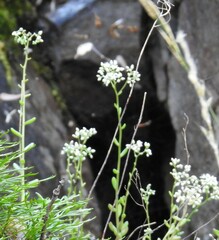 Sedum album