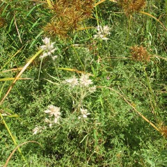 Eragrostis reptans