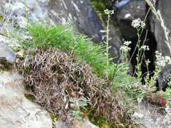 Asplenium septentrionale
