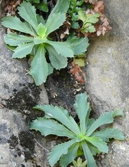Anarrhinum bellidifolium