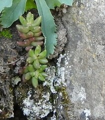 Sedum album