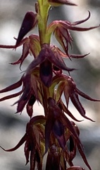 Genoplesium filiforme