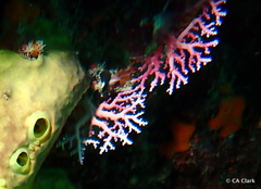 Stylaster roseus