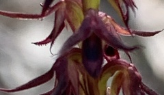 Genoplesium filiforme