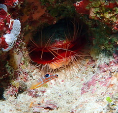 Halichoeres radiatus