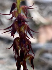 Genoplesium filiforme