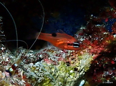 Apogon maculatus