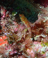 Malacoctenus triangulatus