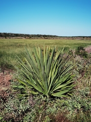 Yucca treculiana
