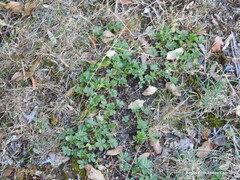 Potentilla verna