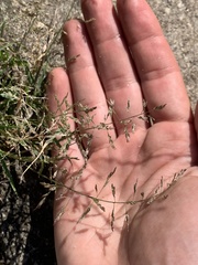 Eragrostis pectinacea