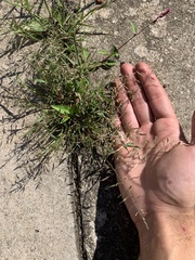 Eragrostis pectinacea