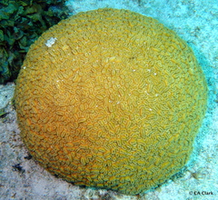 Dichocoenia stokesii