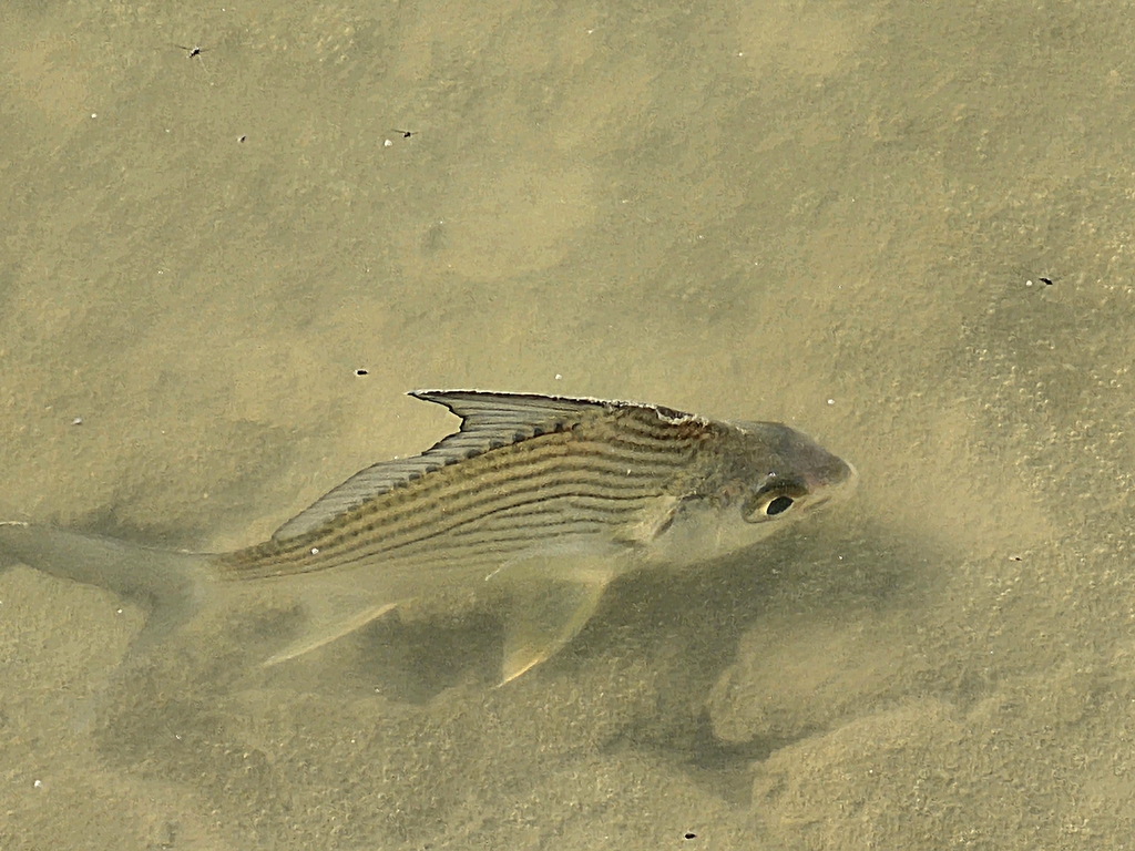 Striped Mojarra