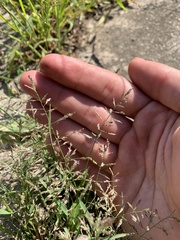 Eragrostis pectinacea