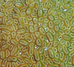 Dichocoenia stokesii