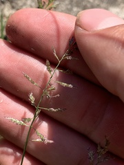 Eragrostis pectinacea