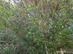 Ilex aquifolium