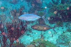 Caranx ruber