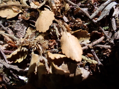 Peraxilla colensoi