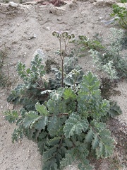 Phacelia pedicellata
