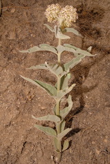 Asclepias eriocarpa