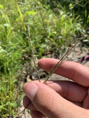Digitaria ischaemum