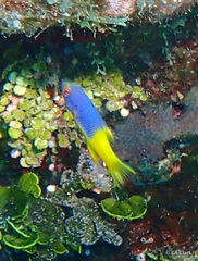Bodianus rufus