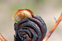 Leucadendron platyspermum