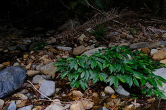 Elatostema reticulatum