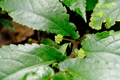 Elatostema reticulatum