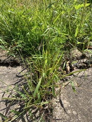 Digitaria ischaemum