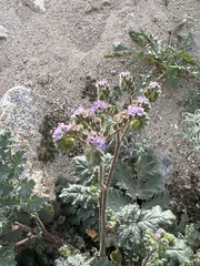 Phacelia pedicellata