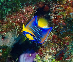 Holacanthus ciliaris