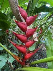 Heliconia stricta image