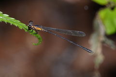 Lestoidea conjuncta